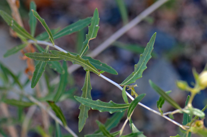 Adonis Blazingstar has white stems as with many species of Mentzelia. Their leaves are green with the largest leaves lower in the basal area, upper leaves narrowly lanceolate and the margins are toothed, lobed or sometimes pinnatifid. Mentzelia multiflora 